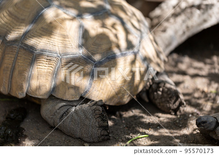 騎烏龜赫爾曼烏龜Rikugame 95570173