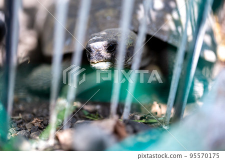 Riding turtle Hermann tortoise Rikugame 95570175