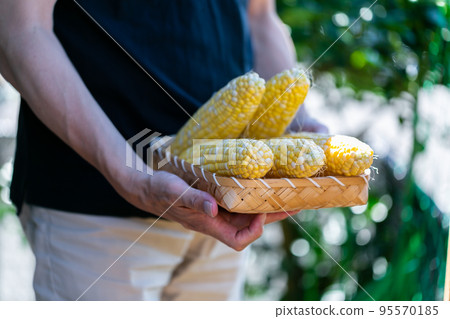 man harvesting corn man harvesting corn 95570185