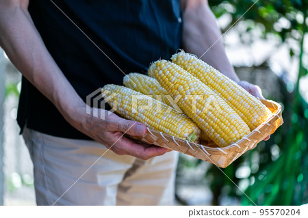 man harvesting corn man harvesting corn 95570204