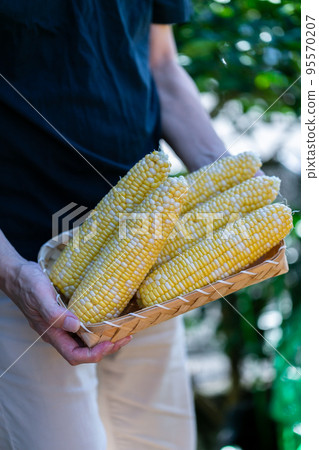 man harvesting corn 95570207