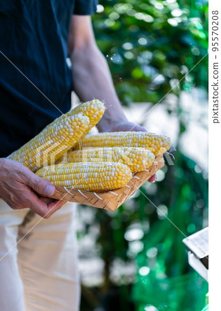 man harvesting corn man harvesting corn 95570208