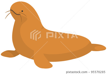 northern elephant seal 95570285