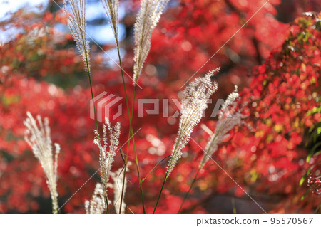 Autumn leaves and pampas grass of Onigatake Autumn leaves and pampas grass of Onigatake 95570567