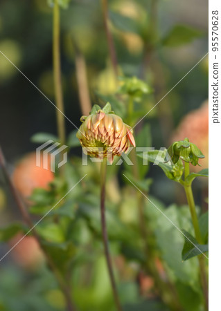 Dahlia Beatrice 95570628
