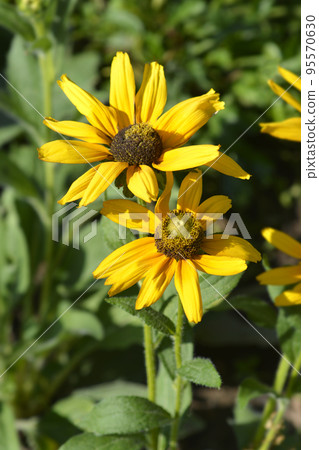 Gloriosa Daisy Irish Eyes 95570630