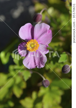 Japanese Anemone Praecox 95570631