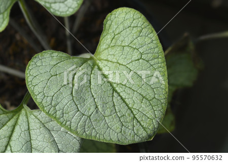 Largeleaf brunnera Silver Heart 95570632