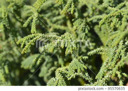 Hinoki cypress Brigitte Hinoki cypress Brigitte 95570635