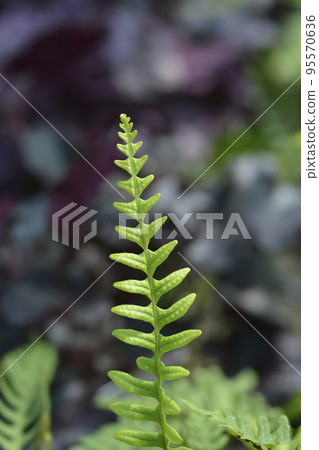 Common polyoidy Common polyoidy 95570636