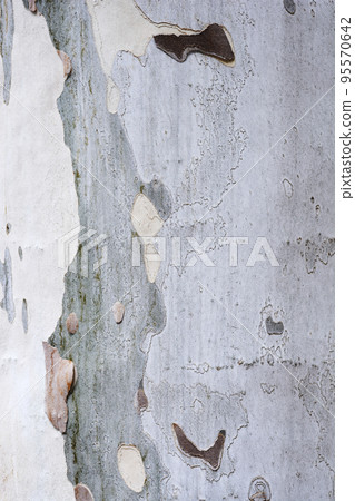 London plane 95570642