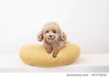 Toy poodle smiling on a cushion 95570656