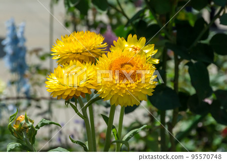 盛開的蠟菊 95570748