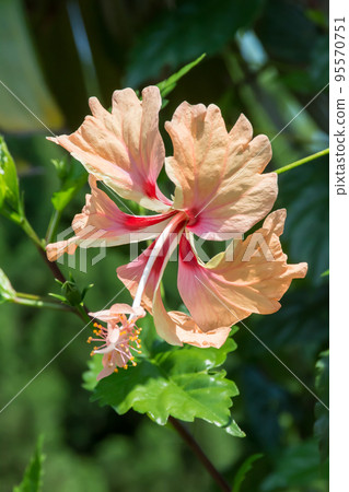 盛開的朱槿 盛開的朱槿 95570751