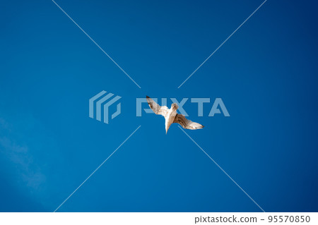 Seagull flying high against blue sky Seagull flying high against blue sky 95570850