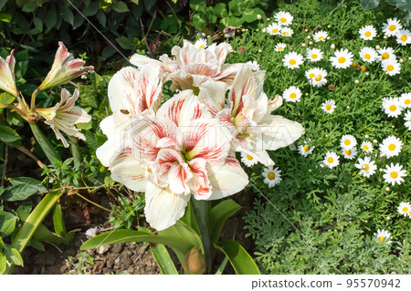 Blooming amaryllis 95570942