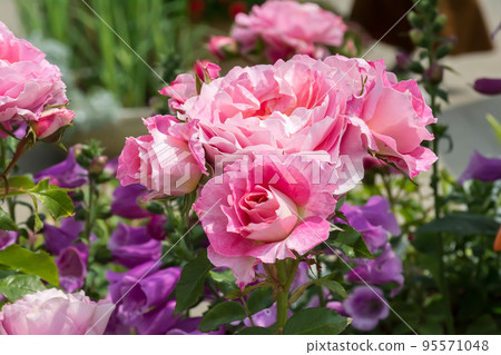 Blooming roses Blooming roses 95571048