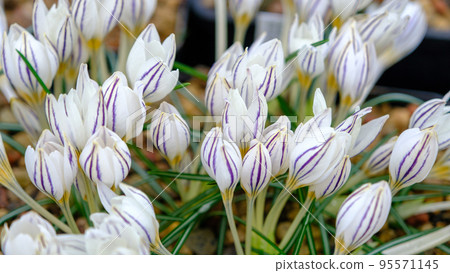 Lots of tiny crocuses with very beautiful petals. Late autumn in Latvia Lots of tiny crocuses with very beautiful petals. Late autumn in Latvia 95571145