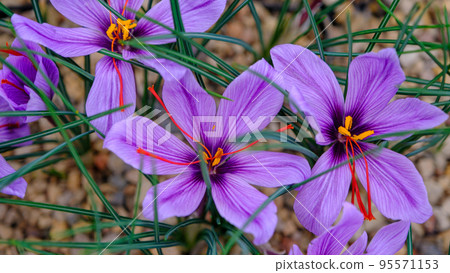 Saffron is a spice obtained from the flower of Crocus sativus, commonly known as saffron crocus. Late autumn, the end of October in Latvia. 95571153