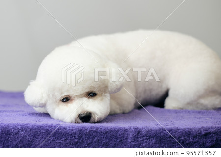 A Bichon Frise puppy is lying and bored A Bichon Frise puppy is lying and bored 95571357