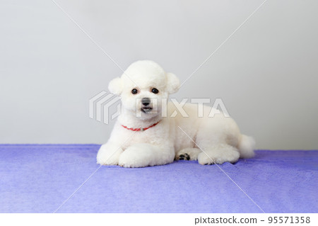 A Bichon Frise puppy in close-up after a haircut on a gray background A Bichon Frise puppy in close-up after a haircut on a gray background 95571358