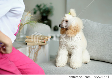 An obedient young poodle with an attentive look An obedient young poodle with an attentive look 95571361