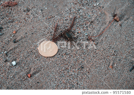 Bitcoin Coin Lies In Sand On Beach Moraitika, Corfu, Greece. The Concept Of Payment For Nature And Unlimited Possibilities. Copy Space 95571580