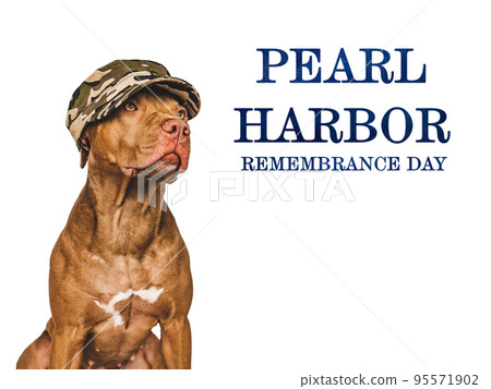 Pearl Harbor Remembrance Day. Puppy and American Flag Pearl Harbor Remembrance Day. Puppy and American Flag 95571902