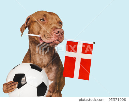 Charming, adorable puppy, holding national flag Belgium 95571908