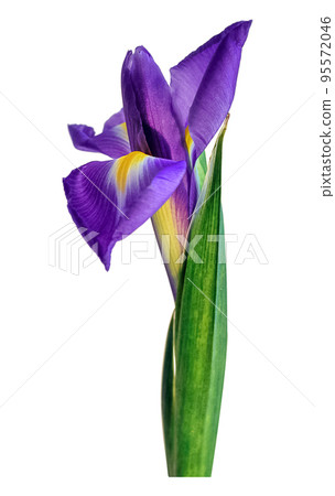 Single blue iris flower isolated on white 95572046