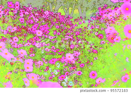波斯菊秋秋櫻花 95572183
