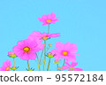 波斯菊秋秋櫻花 95572184