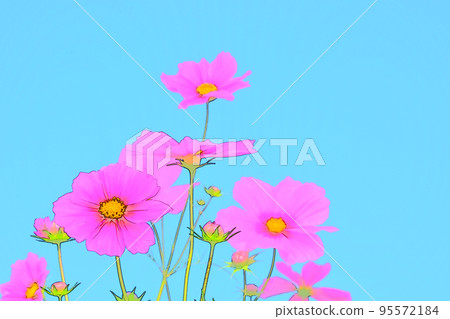 波斯菊秋秋櫻花 95572184