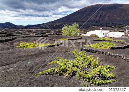 Vineyards in La Geria - Lanzarote, Spain 95572237
