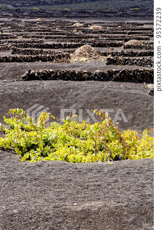 Vineyards in La Geria - Lanzarote, Spain Vineyards in La Geria - Lanzarote, Spain 95572239