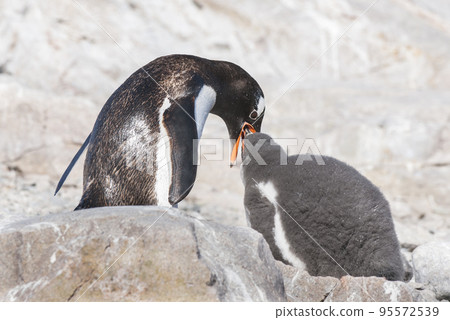 Gentoo Penguin, Neko harbour,Antartica 95572539