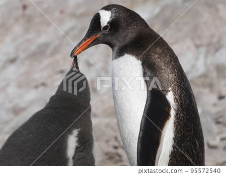 Gentoo Penguin, Neko harbour,Antartica 95572540