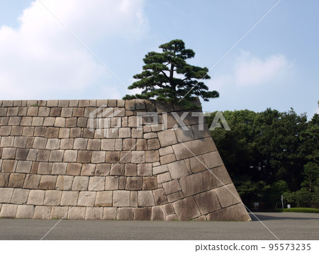 Stone Fortress Wall With Japan Pine Tree On The Top  95573235