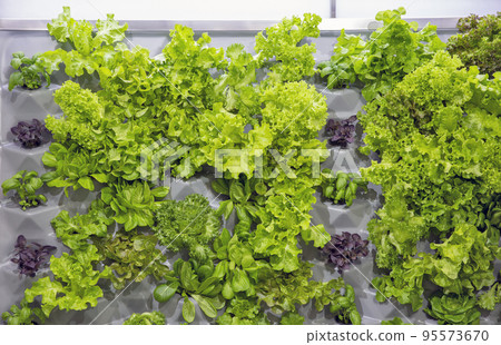 fresh lettuce leaves of various varieties 95573670