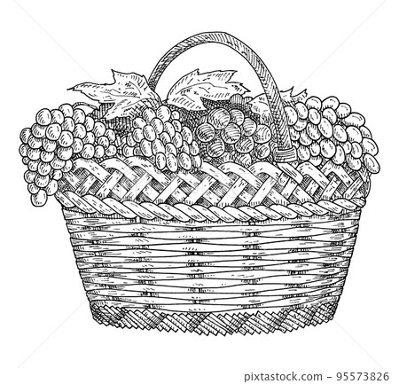 Wicker basket with grapes. Vintage hatching gray monochrome illustration. 95573826