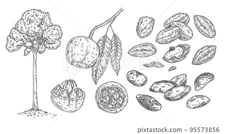 Set Brazil nut. Tree, branch, nuts with shell and unshelled. Vector engraving Set Brazil nut. Tree, branch, nuts with shell and unshelled. Vector engraving 95573856