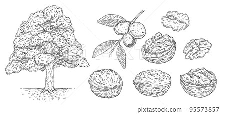 Set walnut. Branch with leaves and nuts. Vector vintage engraving Set walnut. Branch with leaves and nuts. Vector vintage engraving 95573857