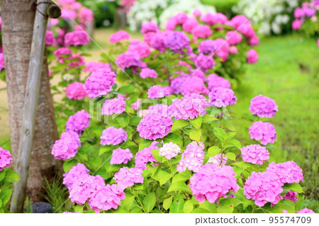 繡球花 95574709