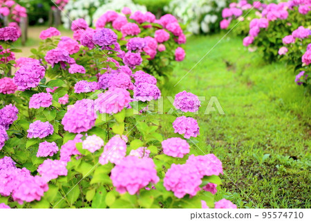 繡球花 繡球花 95574710