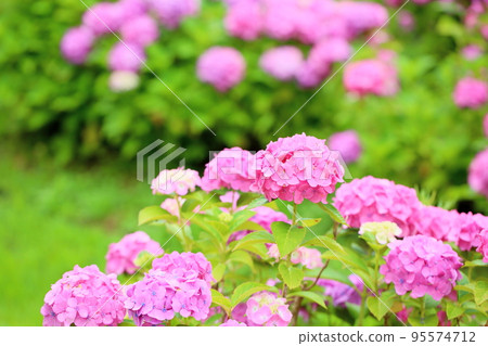 hydrangea flower hydrangea flower 95574712
