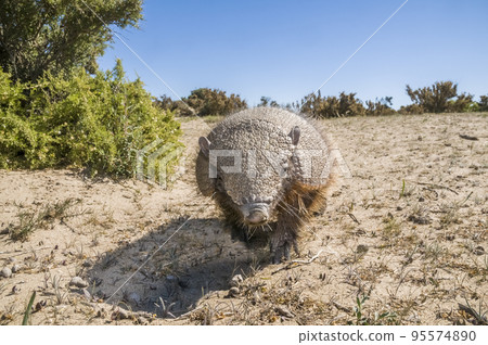 Armadillo in desert environment, Peninsula Valdes, Armadillo in desert environment, Peninsula Valdes, 95574890