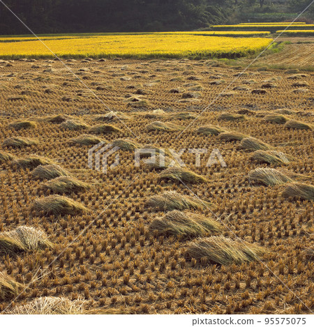 Harvesting Harvesting 95575075