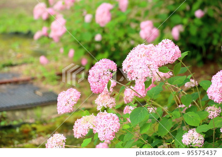 Pink Annabelle Flower 95575437