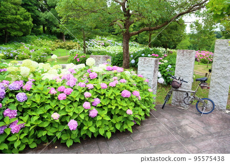 hydrangea flower 95575438