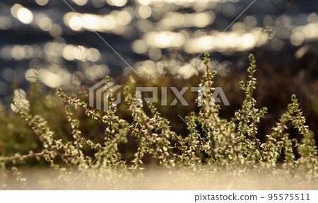 Palos Verdes ocean and plants illuminated by the setting sun Palos Verdes ocean and plants illuminated by the setting sun 95575511